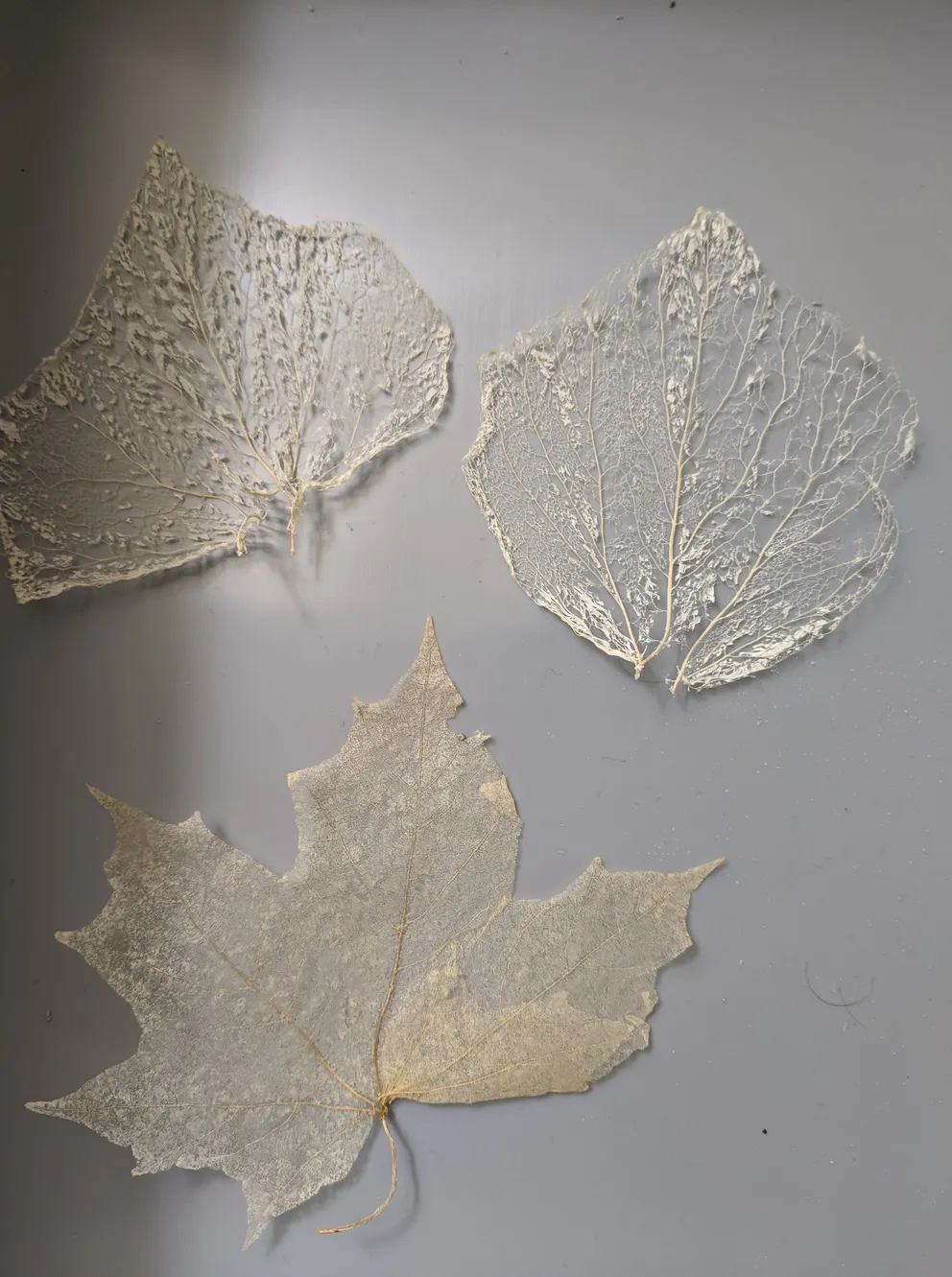 Making Skeletonised Leaves